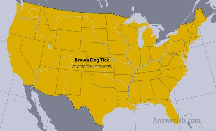 Map of the United States showing approximate distribution of the Brown dog tick.The entire United States is affected.