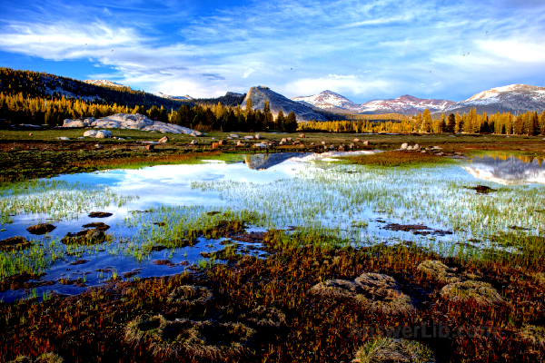 Tuolumne Meadows