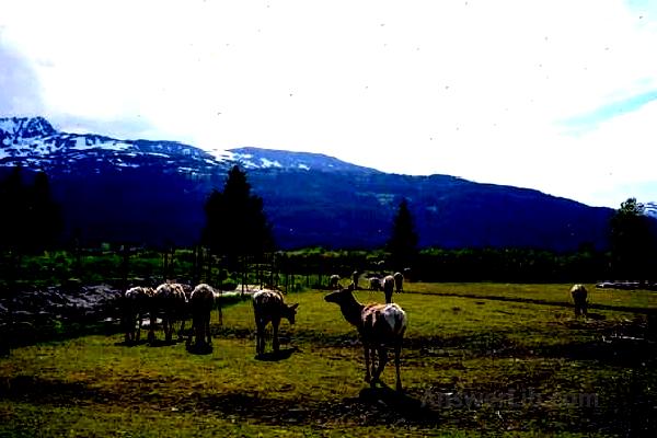 Alaska Wildlife Conservation Center 2