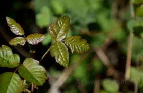 Poison Oak