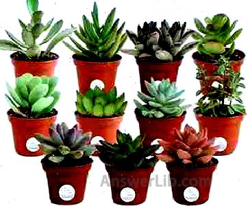 Costa Farms Mini Succulents Fully Rooted Live Indoor Plant