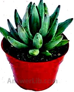 Fat Plants San Diego Succulent Plant