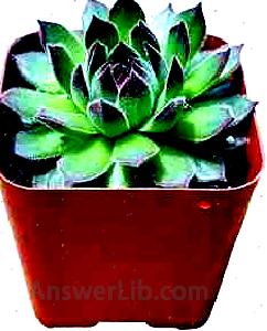 Fat Plants San Diego Sempervivum Hens and Chicks Succulent Plants