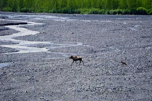 Exit Glacier 4