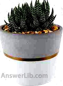 Costa Farms Succulents Fully Rooted Live Indoor Plant, 4-Inch Haworthia, in White Gold Décor Ceramic