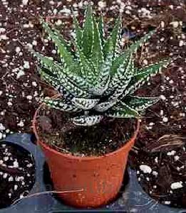 Haworthia Attenuata, Zebra Zebrina Exotic Rare Succulent Cactus Plant Cacti