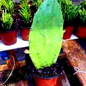 1 Spineless Prickly Pear Opuntia Cactus Edible Live Rooted Succulent Plant