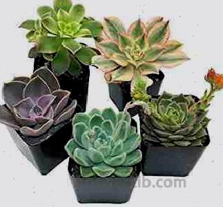 Succulents Plants Live (5 Pack)