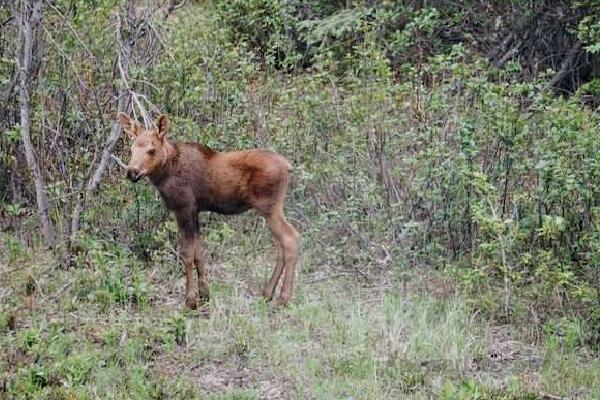 Denali Moose Baby