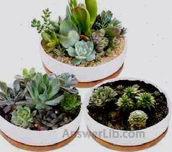 Lawei 3 Pack 6 inch Round Succulent Cactus Planter Pots with Drainage Bamboo Tray