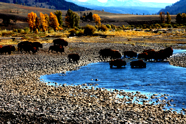 Lamar valley