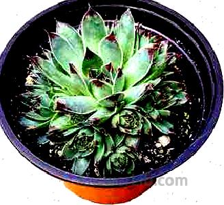 Fat Plants San Diego Succulent Plant(s) Fully Rooted in 4 inch Planter Pots with Soil