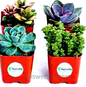 Succulents | Unique Collection of Live Succulent Plants