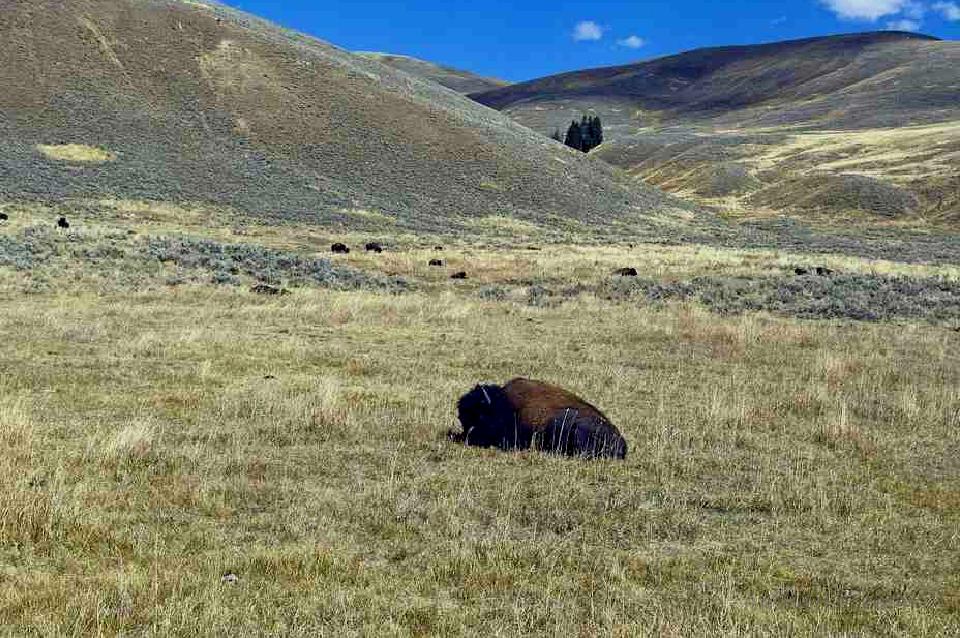 Free photos of Autumn in lamar valley