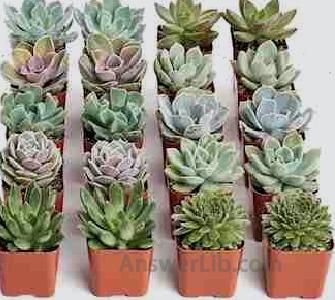 Succulents | Radiant Rosette Collection