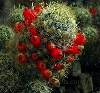 Mammillaria Prolifera Succulent cactus Plants 15 seeds