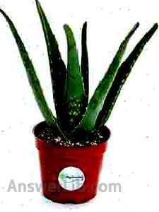 Alluring Aloe Collection of Live Aloe Plants