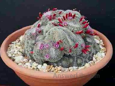 Mammillaria perbella rare flower cacti pincushion globular cactus seed 15 SEEDS