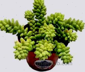 Living Succulent 4 Donkey Tails, Fully Rooted Succulents Plants Live