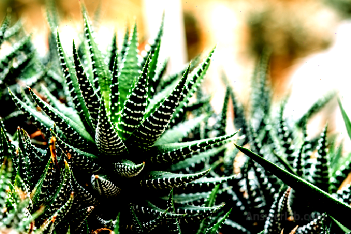 Twelve volumes (haworthia)