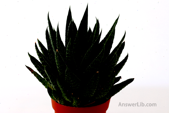 Gasteria (Gasteria)