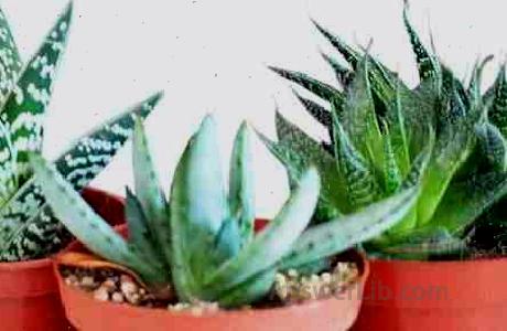 9GreenBox - 3 Different Aloe Plants