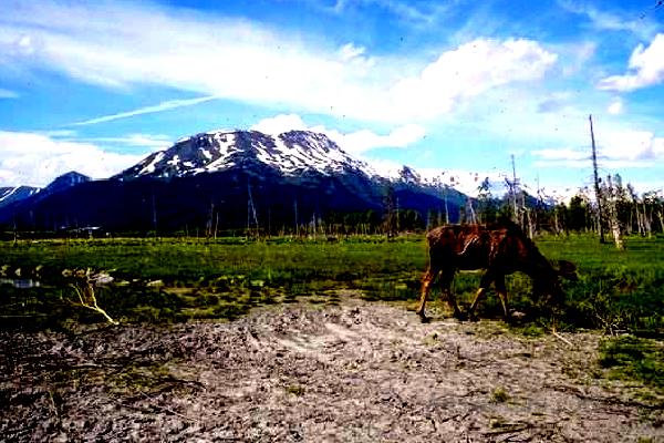 Alaska Wildlife Conservation Center 1