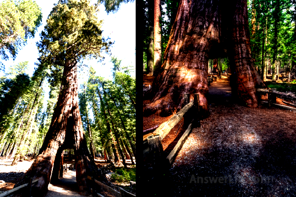 Mariposa Grove Welcome Plaza 1