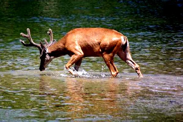 Mule Deer