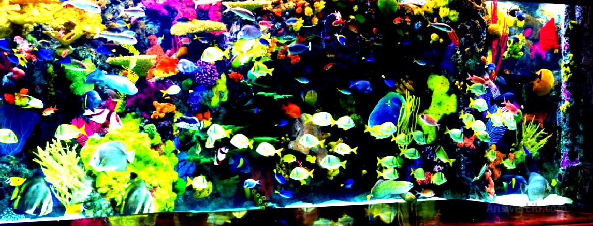 The Mirage Little Aquarium