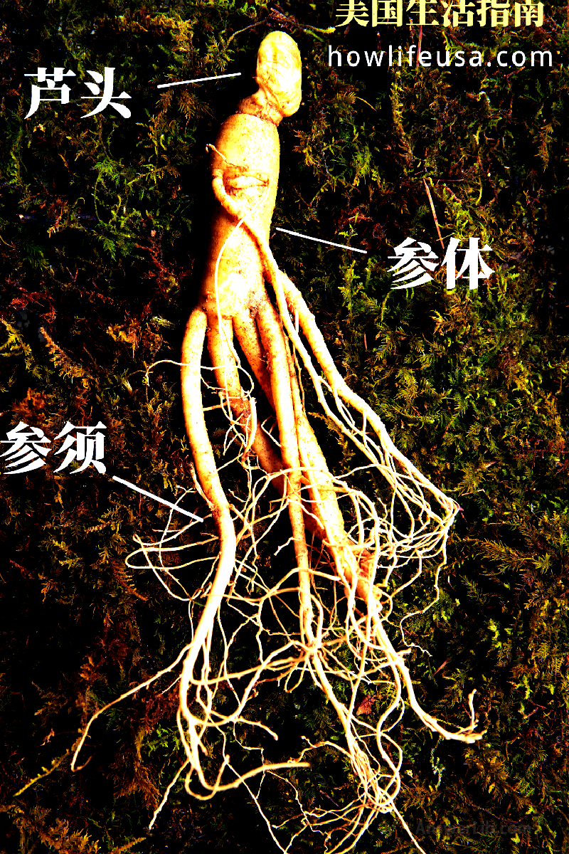 What parts of Citi Ginseng are composed