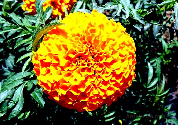 Tagetes erecta