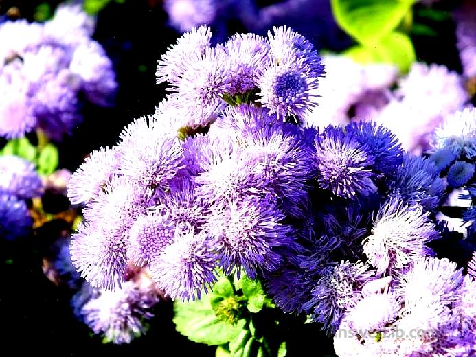 Ageratum conyzoides