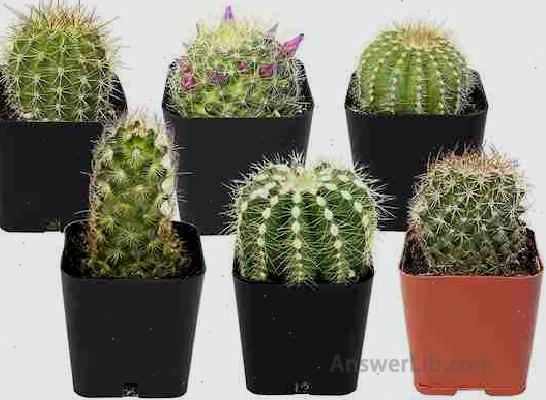 Cactus Plants (Mix of 6), Mammillaria Cactus Plants Live in Cactus Soil