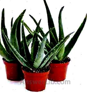 Aloe Vera Collection of Live Plants