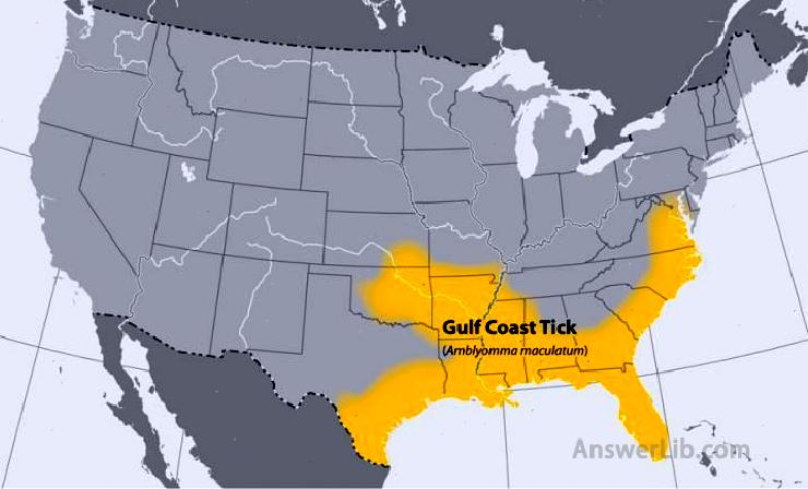 Map of the United States showing the approximate distribution of the Gulf coast tick.Distribution area is the southeastern part of the country.