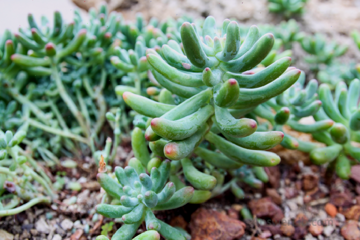 Sedum (SEDUM)