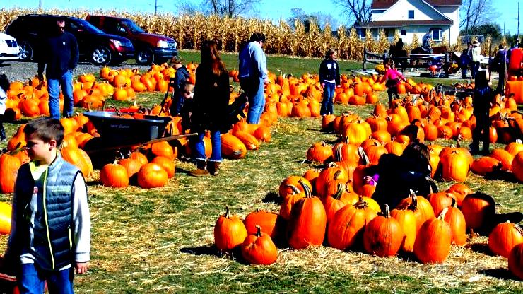 Halloween Pumpkin Patch