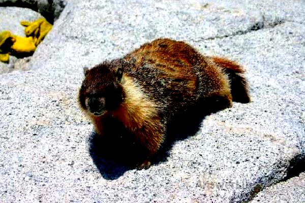 Yellow Bellied Marmot